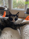 Tina - KITTEN in foster