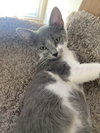 Gina - KITTEN in foster