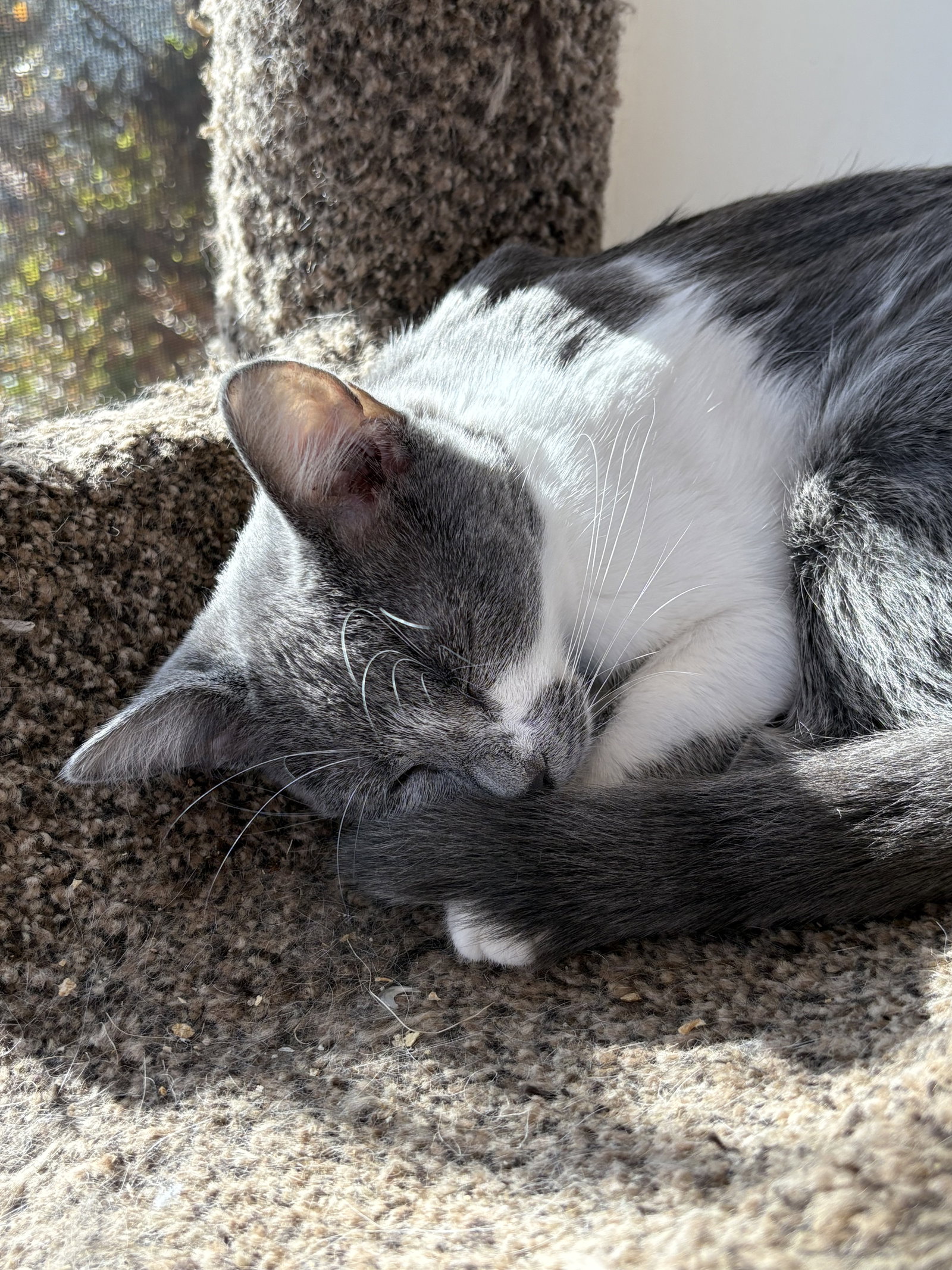 Gina - in foster, cat