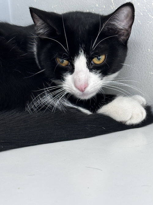 Prissy (kitten)