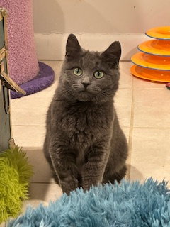 Cleopatra - KITTEN in foster