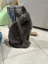Cleopatra - KITTEN in foster