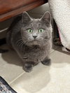 Cleopatra - KITTEN in foster