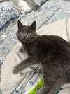 Cleopatra - KITTEN in foster