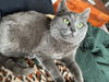Cleopatra - KITTEN in foster