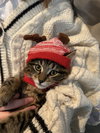 Pepper & Solomon - KITTENS in foster