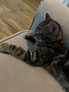 Pepper & Solomon - KITTENS in foster