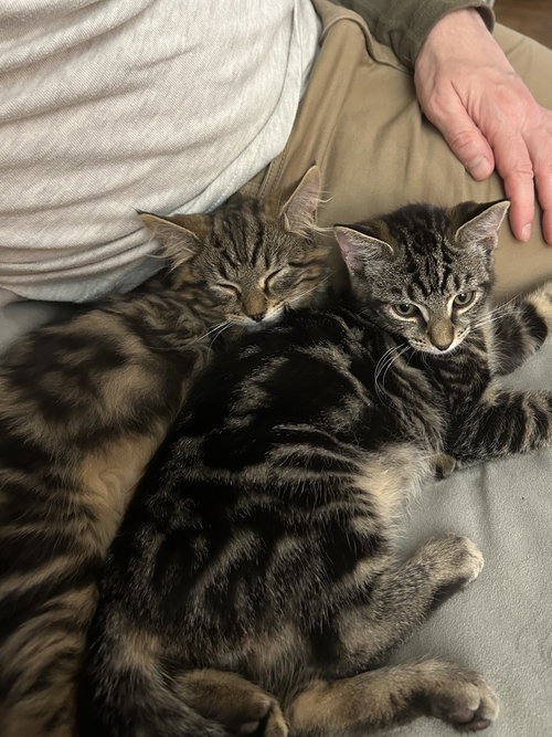 Pepper & Solomon - KITTENS in foster