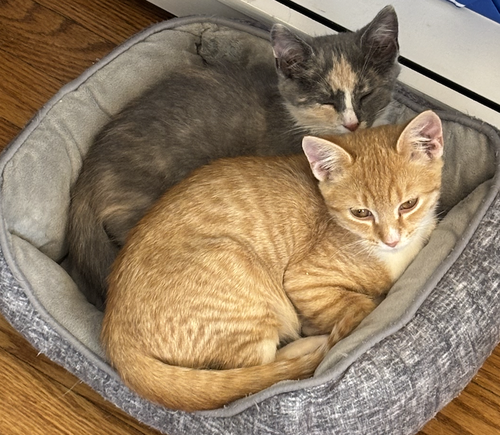 Ouija & Squash - bonded KITTENS in foster