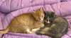 Ouija & Squash - bonded KITTENS in foster