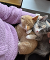 Ouija & Squash - bonded KITTENS in foster