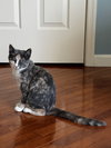 Ouija & Squash - bonded KITTENS in foster