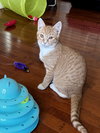 Ouija & Squash - bonded KITTENS in foster