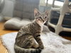 Mira Kotadoski - KITTEN in foster