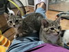 Mira Kotadoski - KITTEN in foster