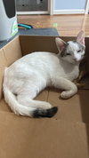 Romance Saja - KITTEN in foster