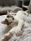 Romance Saja - KITTEN in foster