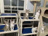 Romance Saja - KITTEN in foster