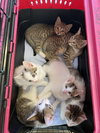 Romance Saja - KITTEN in foster
