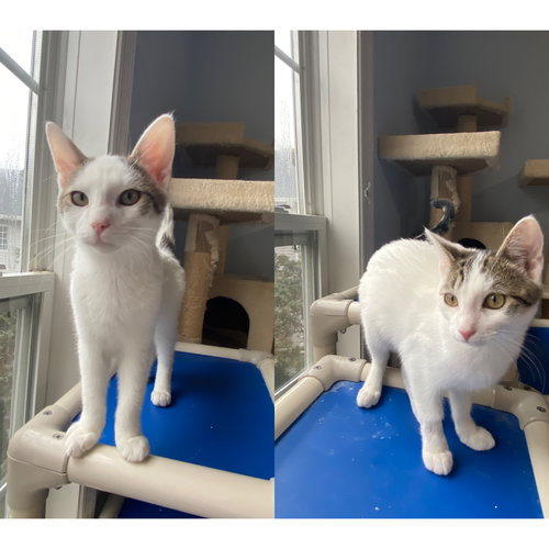 Romance Saja & Zoey Huntrix -  bonded KITTENS