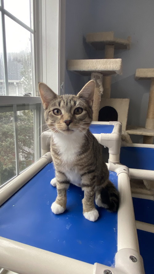 Rumi Kang - KITTEN in foster