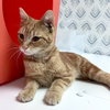 Mr Marmalade (kitten)