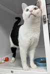 Penelope
