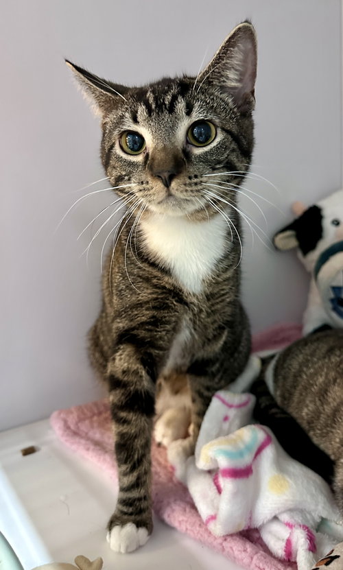 Footsie (kitten)