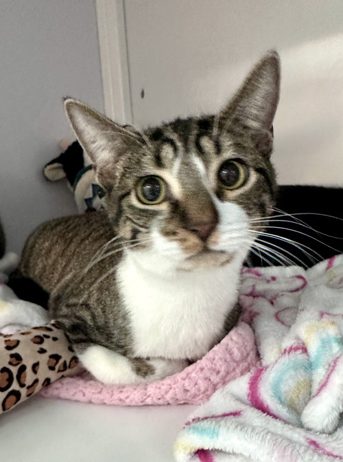 Little Foot (tripod kitten)