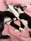 Enola & Sherlock -  KITTEN siblings