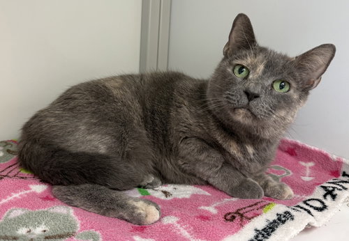 Rosie (Senior)