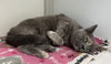 Rosie (Senior)
