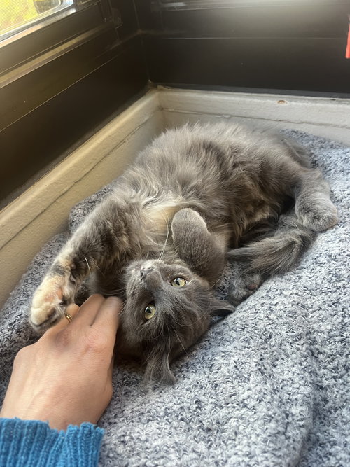 Dove Gray - KITTEN in foster