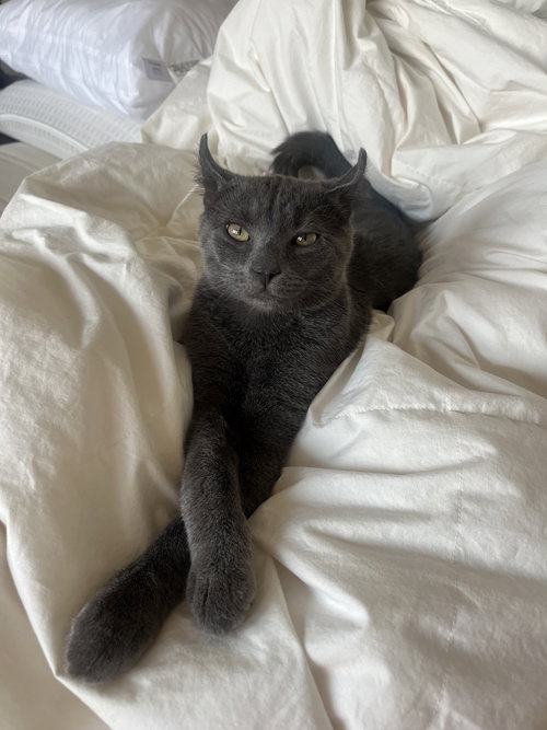 Earl Gray - KITTEN in foster