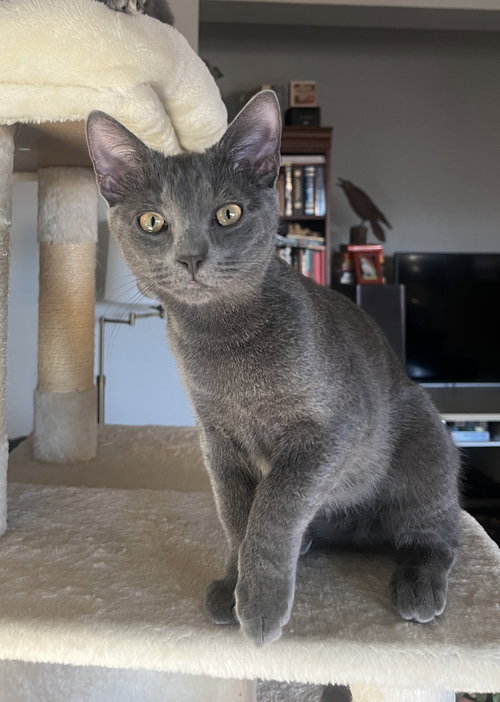 Frost Gray - KITTEN in foster