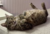 Noodles (In Foster)