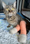 Noodles (In Foster)