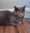Rhonda & Rodney (In Foster)