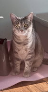 Rhonda & Rodney (In Foster)