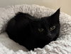 Knight (kitten)