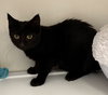 Knight (kitten)
