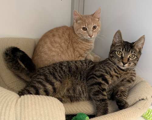 BamBam & Barney (kittens)