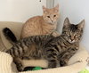 BamBam & Barney (kittens)