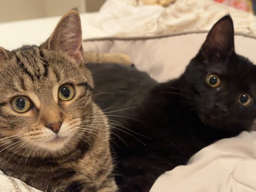 Tiger & Rosie - KITTENS