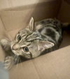 Tiger & Rosie - KITTENS in foster