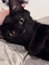 Tiger & Rosie - KITTENS in foster