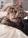 Tiger & Rosie - KITTENS in foster