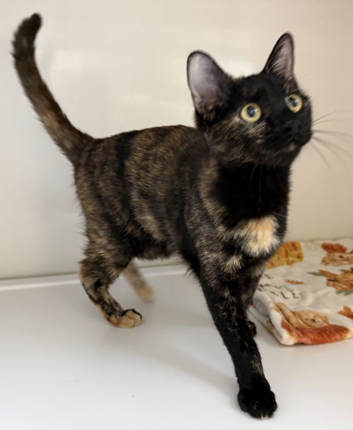 Lilath - St Croix (kitten)