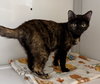 Lilath - St Croix (kitten)
