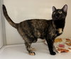 Lilath - St Croix (kitten)